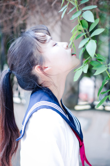 雏菊